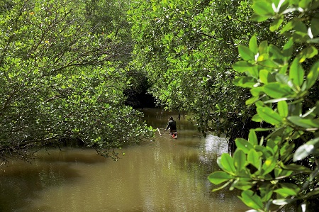 Bohol Mangrove Forests
