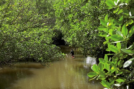 Bohol Mangrove Forests Bohol Mangrove Forests
