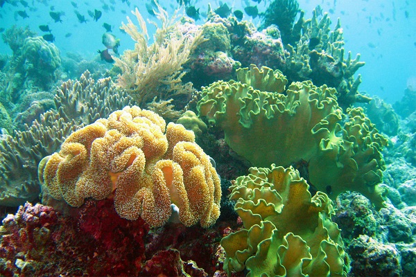 Divers Heaven Dive Site- Bohol-Philippines.com