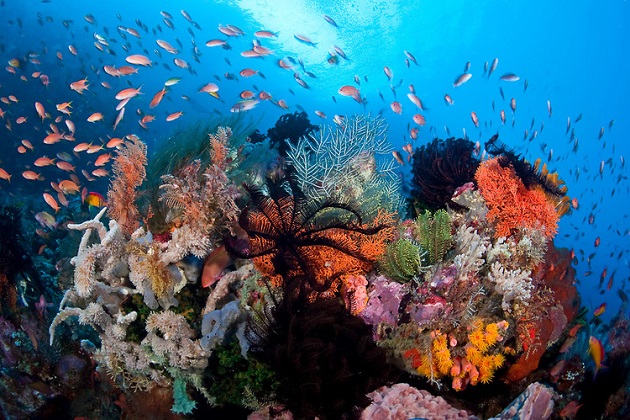 Pungtud Wall Dive- Bohol-Philippines.com