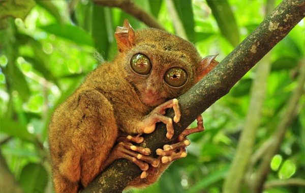 Bohol Tarsiers - Worlds Smallest Primate